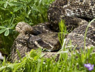 Naklejka premium Eastern Diamondback Rattlesnake.