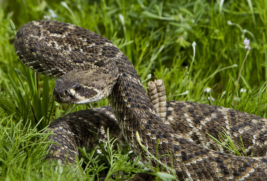 Eastern Diamondback Rattlesnake.