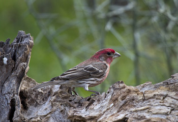 House Finch