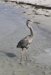heron