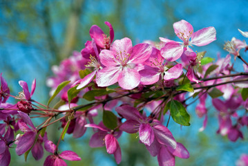 A flower on a tree in spring