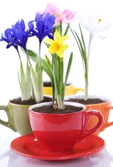 Foto op Plexiglas growing spring flowers in a cup © Natalia Klenova