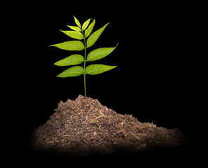Tree in soil