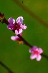 fleur de pêcher