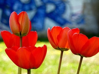 Rote Tulpen