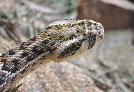Serpiente.