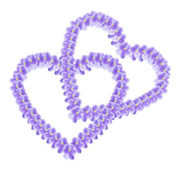 Two hearts from a violet