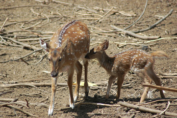 deer mother and fawn