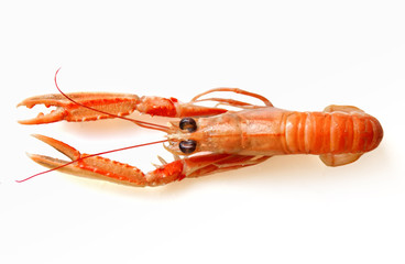 Cigala cocida