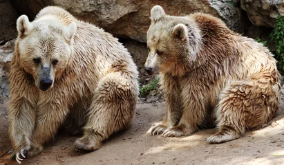 Fototapete Bären Grizzly Bears  © sigalpetersen