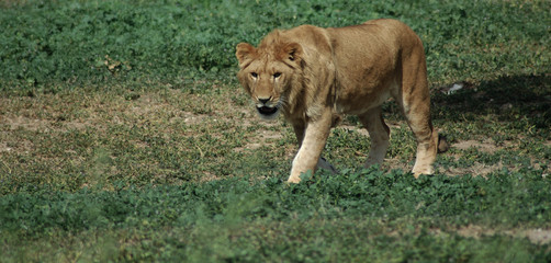 young male lion