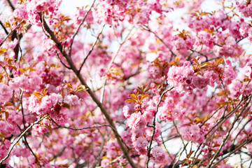 In voller Bl&uuml;te