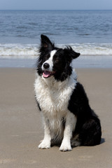 Bordercollie