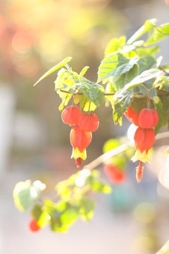 ぶら下がる花 Images Browse 3 Stock Photos Vectors And Video Adobe Stock