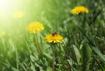 yellow dandelion in green grass