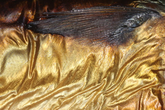 Fisch