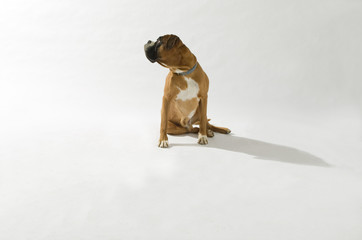Hund, Boxer