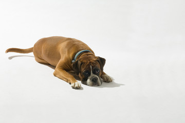 Hund, Boxer