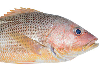 Closeup Of A Red Snapper Fish