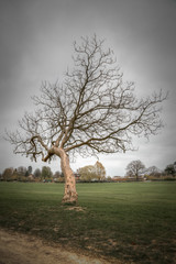 Winter tree in a park - 22241651