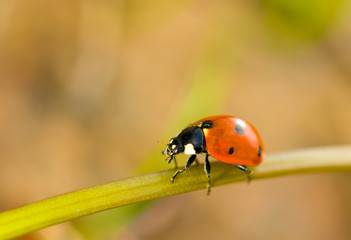 Obraz premium Spring comes. Closeup of ladybird