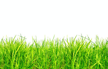 Fototapeta premium Green Grass Isolated on White