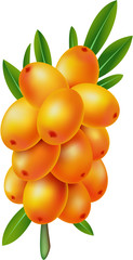 Sea-buckthorn berries. Element  for design vector illustration.