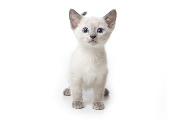 Little kitten on white background