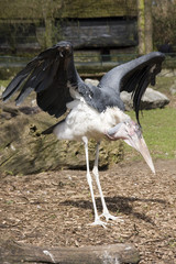 Marabu (Fl&uuml;gelschlagend)