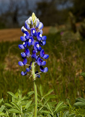 Blue Bonnets