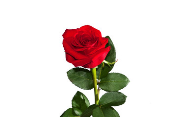 Naklejka premium Lonely rose isolated on white background