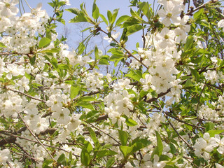 <Digimax i50 MP3, Samsung #1 MP3>