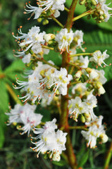 Kastanienblüte