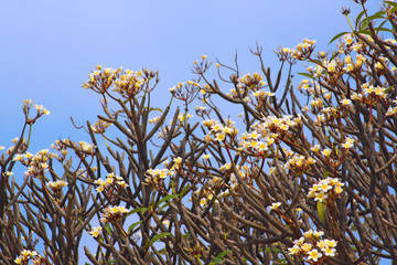 Frangipani (Plumeria)