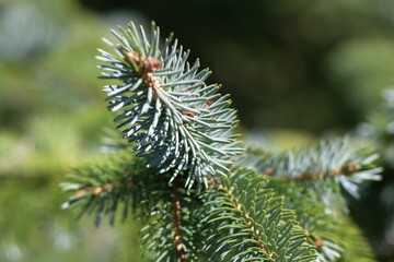 Naklejka na ściany i meble evergreen tree pins close