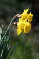 yellow daffodils in garden