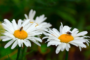Obraz premium Flies on the daisies
