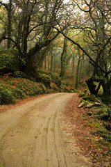 A road through the autumnal park