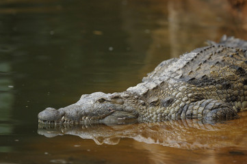 predator