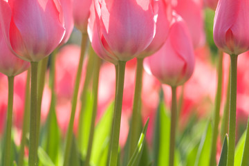 Rosa Tulpen
