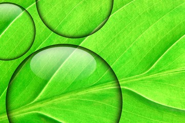 fresh green leaf with water droplet