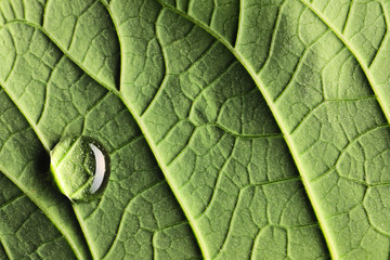 Water drop on leaf