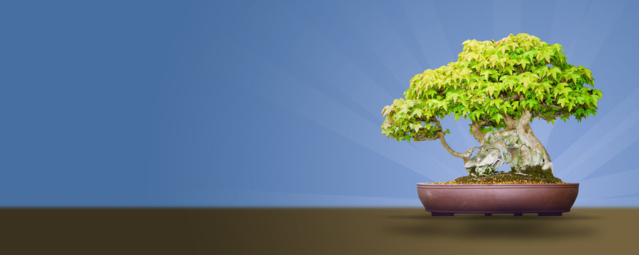 Acer Buergerianum - Erable de Burger - Bonsa&iuml;