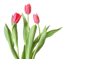 trois tulipes roses