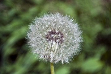 Single dandelion in grass