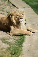 Asiatic Lion