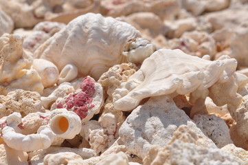 Shell and Coral
