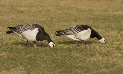 Barnacle goose