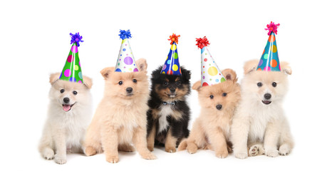 Five Pomeranian Puppies Celebrating a Birthday