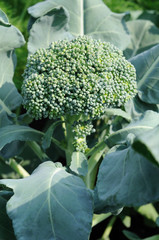 Growing head of broccoli.
